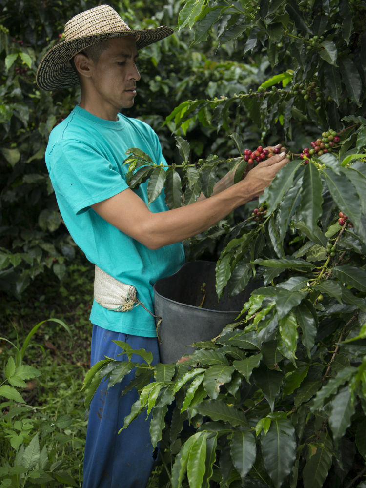 En el Paisaje Cultural Cafetero, el café se siembra en laderas, entre los mil y dos mil metros sobre el nivel del mar, por lo que el proceso de recolección es manual.