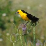Feria-de-Aves-Sudamerica-17