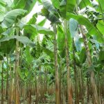 Cultivos de plátano y banano.