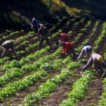 Mejores ingresos a los campesinos