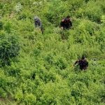 COLOMBIA PRESENTA PLAN PARA LUCHA CONTRA CULTIVOS ILÍCITOS EN ZONA DE TUMACO