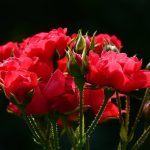 Flores Colombianas en san Valentin