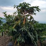 CAFETALES EN PALESTINA CALDAS 2019-09-03 at 5.44.40 PM (4)