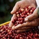 Granos de Cafe