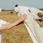 Minagricultura Andres Valencia exportar carne a Arabia Saudita