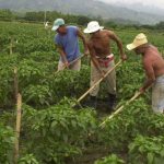 Campesinos colombianos