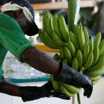 Foto de archivo. Un trabajador prepara bananas para exportación en un cultivo de Carepa, en el departamento de Antoquia, .REUTERS/Jaime Saldarriaga