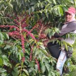 Recolectores de café en Caldas