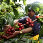 Un campesino recolecta café en un cultivo cerca al municipio de Montenegro, en el departamento del Quindío, Colombia, 12 de agosto, 2011. REUTERS/José Miguel Gómez