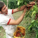 Un campesino recolecta café en un cultivo cerca al municipio de Sasaima, en el departamento de Cundinamarca.REUTERS/José Miguel Gómez