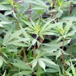 Plantación de marihuana. (Archivo Agencia Anadolu)