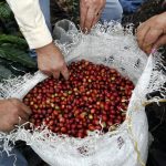 Productores inspeccionan granos de café en una plantación cerca del municipio de Viotá, en el departamento de Cundinamarca, REUTERS/José Miguel Gómez