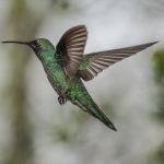 20201204_2_45698752_60336841_Web