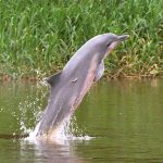 Un delfín gris es fotografiado en el río Amazonas, en Amazonas, Colombia, Gabriel Vargas/Fundación Omacha/vía REUTERS.