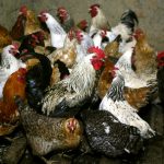 Un grupo de gallinas en una granja en Peredovoi, a 100 km de la ciudad rusa de Stavropol. REUTERS/Eduard Korniyenko