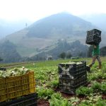 Un granjero cosechando lechugas en medio de la cuarentena nacional debido al brote de coronavirus, en La Grita, Venezuela. REUTERS/Carlos Eduardo Ramírez