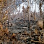 Zona quemada de la selva amazónica derca de Apui, estado de Amazonas, Brasil. REUTERS/Ueslei Marcelino