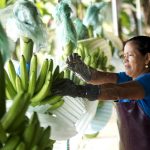 Una trabajadora lava bananos durante el proceso de empaque en Babahoyo, Ecuador. TREUTERS/Guillermo Granja