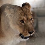 Leona en el Zoológico de Gaza, en Palestina.REUTERS / Ibraheem Abu Mustafa