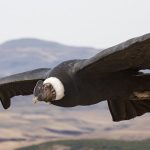 Cóndor Andino Foto Planeta Sostenible