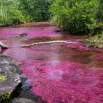 CAÑO CRISTALES REABRE SUS PUERTAS AL MUNDO