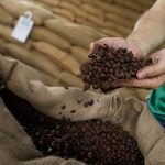 Un trabajador mostrando café tostado en una granja en Maues, a 256 kilómetros al este de Manaos, en la Amazonia de Brasil. REUTERS/Bruno Kelly/Archivo