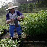 Rafael Santofimio, exguerrillero de las FARC y firmante del acuerdo de paz con el Gobierno de Juan Manuel Santos, sostiene una planta de semillero durante una visita a uno de los viveros gestionados por antiguos rebeldes en el departamento del Putumayo, Colombia, 25 de agosto, 2021. REUTERS/Luisa González