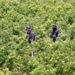 Cultivo de coca en Antioquia,