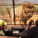 Visitantes recorren en un vehículo enjaulado el Parque Natural y León Ranch de Bandia, a 70 kilómetros de Dakar, Senegal, el 24 de enero de 2021. Archivo (Fatma Esma Arslan - Agencia Anadolu)