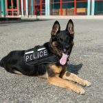 poliperro