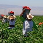 Productores del campo