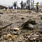 Las tropas rusas han matado a 115 niños ucranianos desde el inicio de su invasión de Ucrania. Foto UKRIFORM