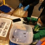 Incautan 143 tarántulas que iban a ser exportadas ilegalmente desde Bogotá a México