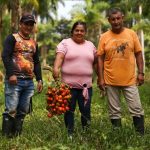 El chontaduro, uno de los frutos de la restitución de tierras del que viven decenas de familias en Putumayo Javier Ruiz, campesino y agricultor (izquierda), junto a Noralba López y su esposo, quienes cosechan chontaduro en Villagarzón, Putumayo, Colombia. Foto Juan David Torres - Agencia Anadolu
