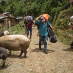 Al menos 350 campesinos desplazados dejan combates Foto El Nuevo Diario de Barranquilla