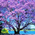 Arbol de Gualanday