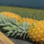 Agroempresas colombianas siguen pautas para ser más sostenibles