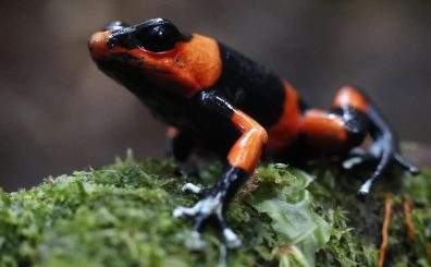 La ranita venenosa "Oophaga lehmanni", una especie endémica del Pacífico colombiano, ha pagado por el pecado de su belleza con su casi extinción como especie debido al tráfico de fauna ilegal, un crimen ecológico del que empieza a recuperarse. Esto porque por primera vez se ha logrado su reproducción y casi una treintena de ejemplares fueron liberados para repoblar su hábitat en el departamento colombiano del Valle del Cauca. EFE/ Ernesto Guzmán Jr.