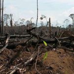 Deforestación en varios municipios del departamento del Guaviare, en la Amazonía colombiana, Archivo. AGENCIA ANADOLU