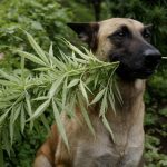 Colombia se convirtió en uno de los primeros países en autorizar el uso de marihuana medicinal para animales luego de que el Instituto Colombiano Agropecuario (ICA), que es la autoridad sanitaria y de inocuidad agroalimentaria, otorgara la certificación para la elaboración de tratamientos de cannabis para uso veterinario. EFE/ Luis Eduardo Noriega ARCHIVO