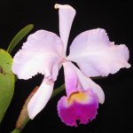 Cattleya trianae Linden & Rchb.f