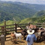 Ganaderos de Colombia (9)