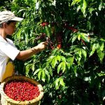 Recolectores de Café en Colombia
