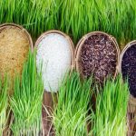 Cultivos de arroz