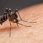 Dengue