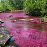 La Corporación Ambiental del Meta (Cormacarena), ordenó el cierre inmediato de Caño Cristales