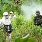 Erradicación con glifosato2