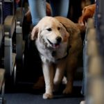 Normas para viajar con mascotas en aviones de Avianca