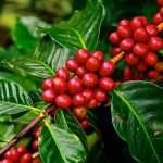 Producción de café