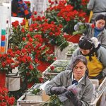 Flores de exportacion colombianas